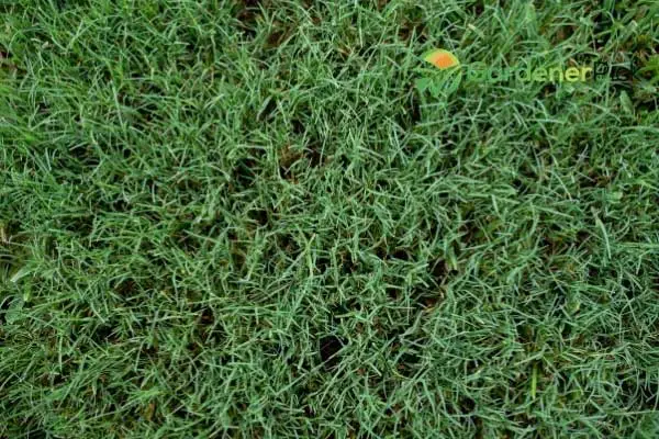 how to prevent crabgrass in spring
