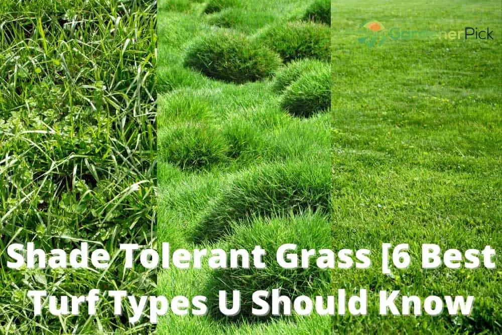 Shade Tolerant Grass