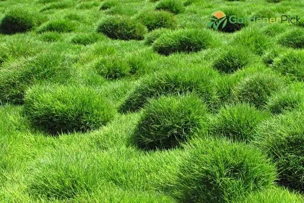 Zoysia grass 