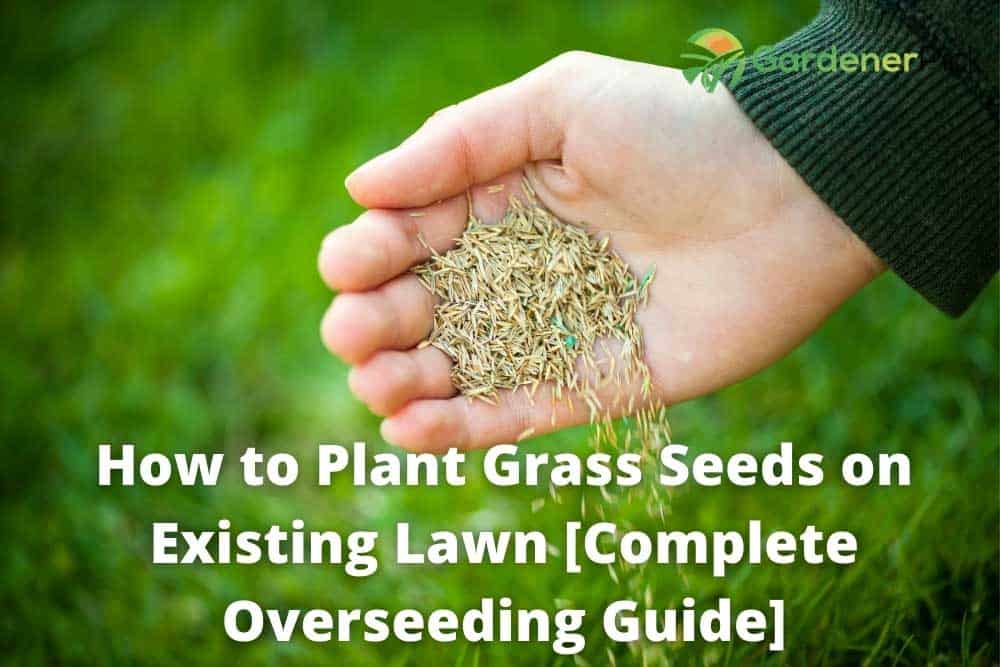 How to Plant Grass Seeds on Existing Lawn [Complete Overseeding Guide]