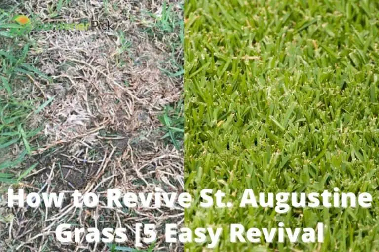 How To Revive St Augustine Grass [5 Easy Revival Methods]