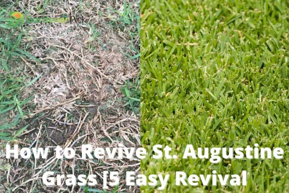 best fertilizer for st augustine grass