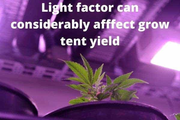4x4 grow tent yield autoflower