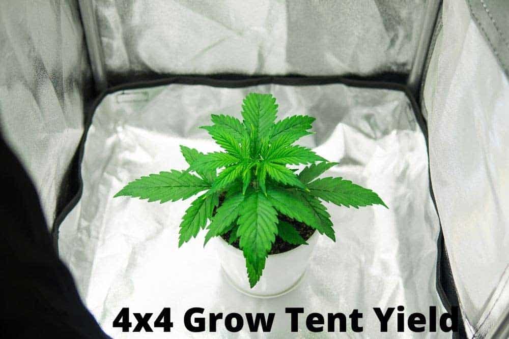 4x4 grow tent yield