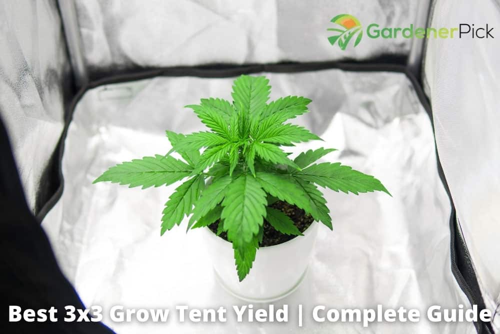 best 3x3 grow tent yield
