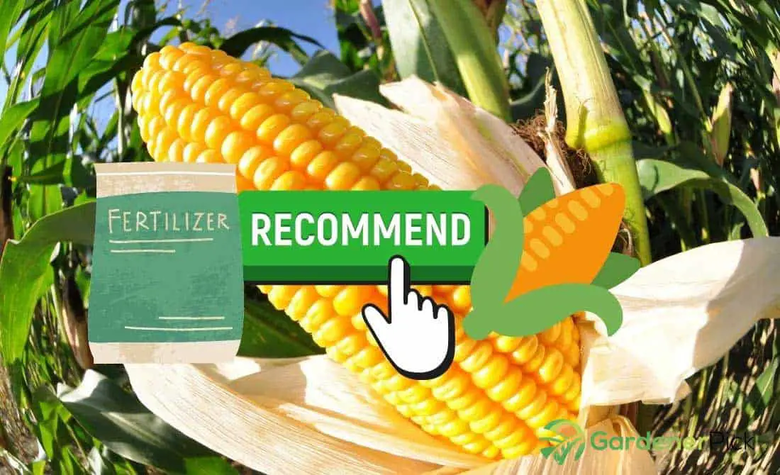 corn fertilizer recommendations