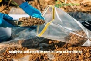 fertilizer pasture requirement