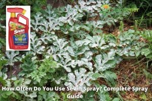 how often do you use sevin spray