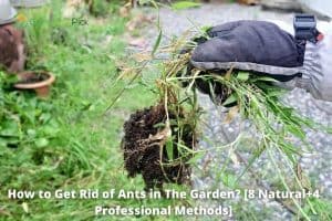 how to get rid of ants in the garden