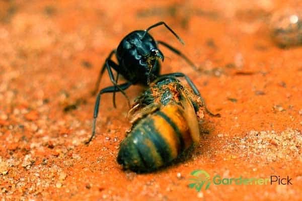 get rid of ants in the garden naturally