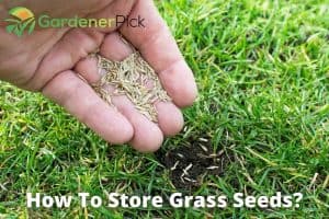 how to store grass seeds
