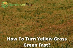 how to turn yellow grass green fast