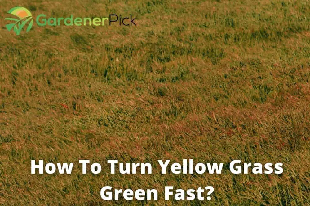 how to turn yellow grass green fast