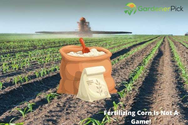 sweet corn fertilizer recommendations