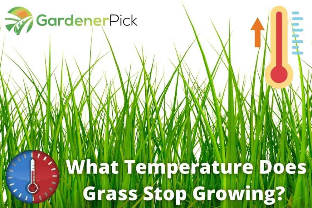what temperature does grass stop growing
