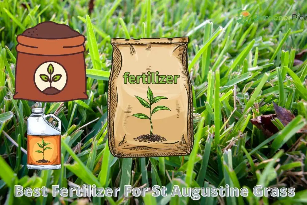 Best Fertilizer For St Augustine Grass | Unbiased Review - GardenerPick