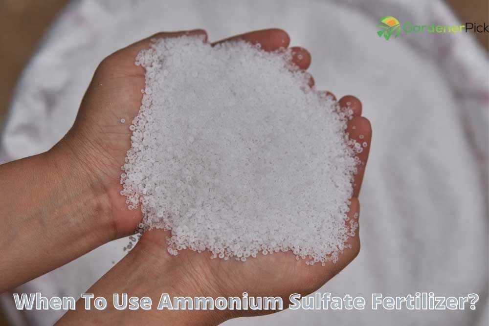 When To Use Ammonium Sulfate Fertilizer