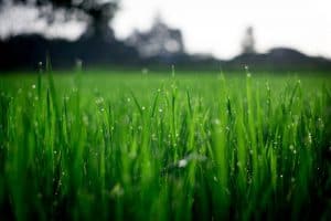 how often to water new grass seed