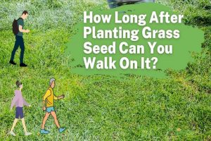 how long after planting grass seed can you walk on it