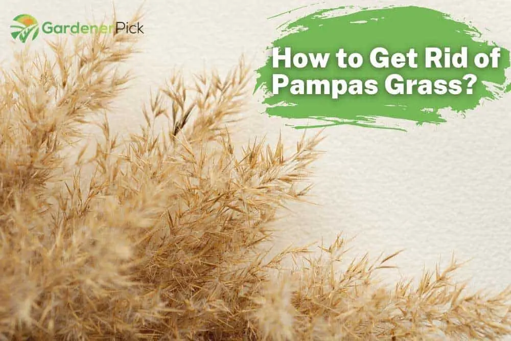 How To Get Rid Of Pampas Grass 9 Effective Ways Gardenerpick