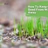 how to keep grass seed from washing away