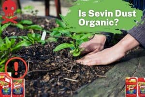 is sevin dust organic