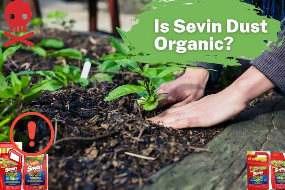 is-sevin-dust-safe-read-the-facts-before-using-gardenerpick