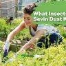 what insects does sevin dust kill