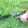 when to cut grass after overseeding