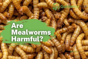 Are Mealworms Harmful