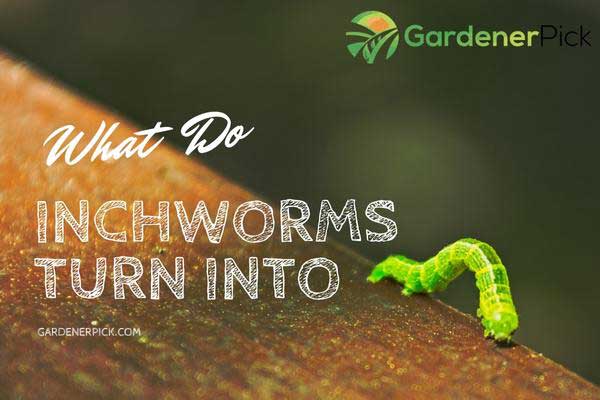 Do Inchworms Turn Into