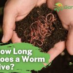 How Long Does a Worm Live