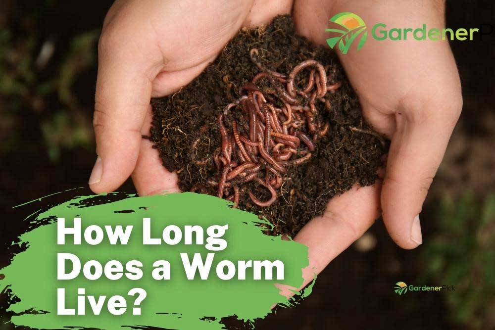 How Long Does a Worm Live? [Life Span Table]