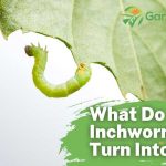 What Do Inchworms Turn Into