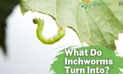 What Do Inchworms Turn Into? [Life Cycle]