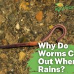 Why Do Worms Come Out When It Rains