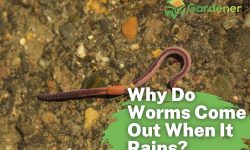 Why Do Worms Come Out When It Rains? [5 Reasons To Know]
