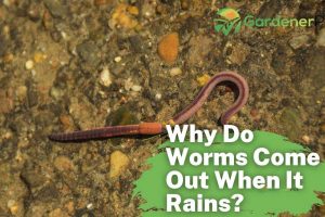 Why Do Worms Come Out When It Rains