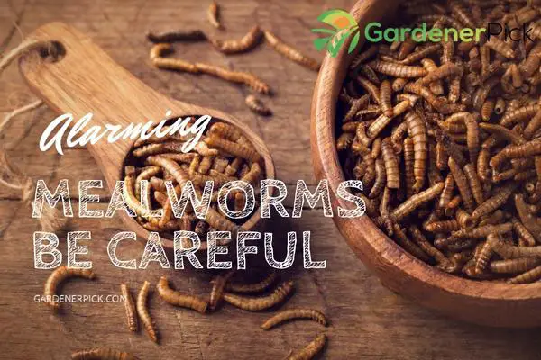 are mealworms harmful to humans