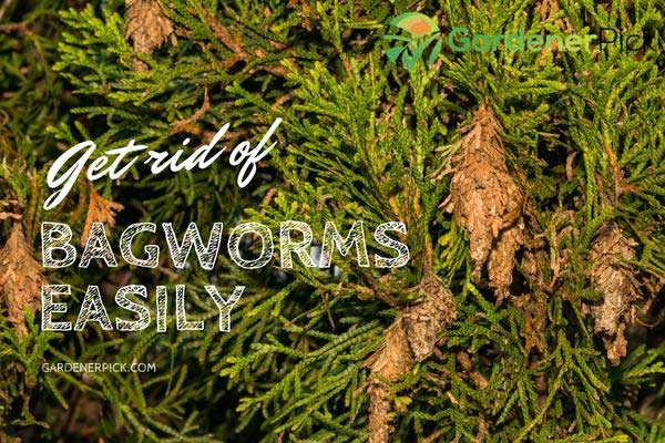 get rid of bagworms