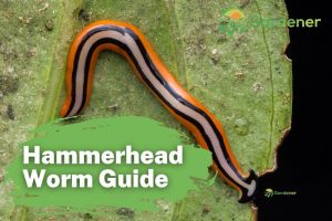 hammerhead worms