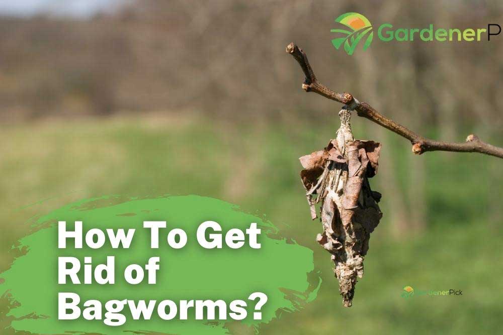 How To Get Rid of Bagworms? [Fast! 10 Proven Ways]