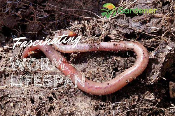 worm lifespan