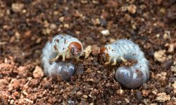 Do Grub Worms Turn Into June Bugs? You Won’t Believe It