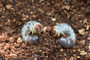 do grub worms turn into june bugs