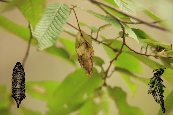 does sevin dust kill bagworms