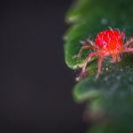 does sevin kill spider mites