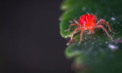Does Sevin Kill Spider Mites? Spider Mites Instant Killer!