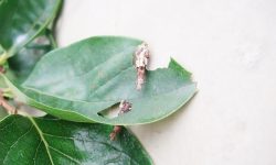 Will Sevin Kill Bagworms? Sevin vs. Bagworms: Battle 2023!