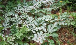 How To Use Sevin Powder On Plants? 2023 Techniques & Methods!